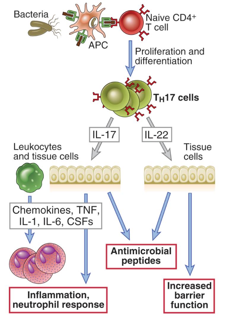 The func#ons of Th17 cells Monoclonal an4bodies to IL- 17 are used to