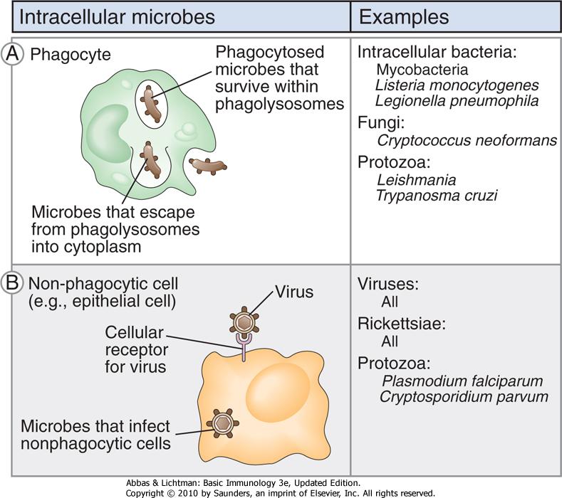 Types of intracellular microbes