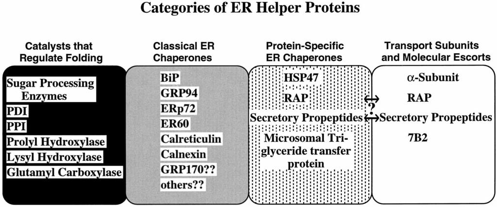 April, 1998 ENDOCRINE ERSDs 175 FIG. 1. Categories of ER helper proteins described in the text.