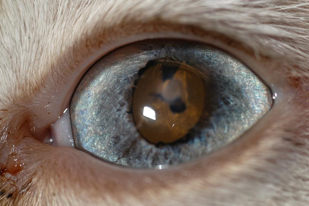 Inflammation most cataracts in cats are associated with anterior