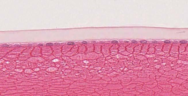 Lens Epithelial Cells Histology anterior epithelium single