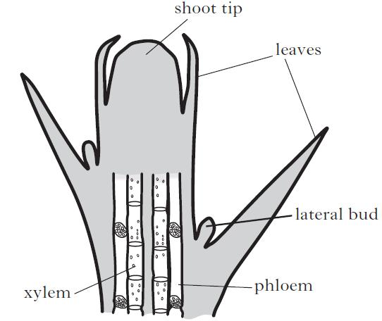 5. The diagram shows a vertical section through a shoot. (a) Define the term meristem.