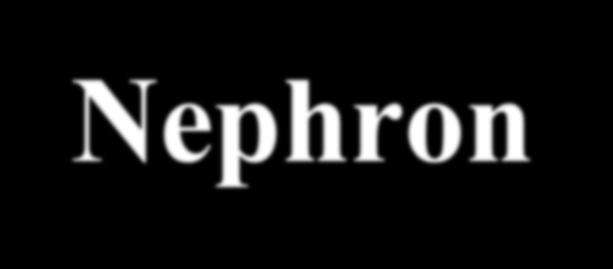 Nephron:
