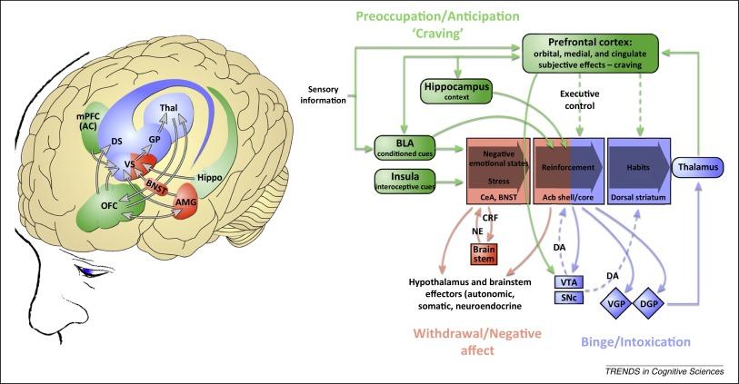 Addiction, Learning, and Memory Multiple Memory Systems 1) Hippocampus mediates episodic/ autobiographic and spatial learning and memory 4 5 3 2 1 2) Amygdala mediates fear and anxiety