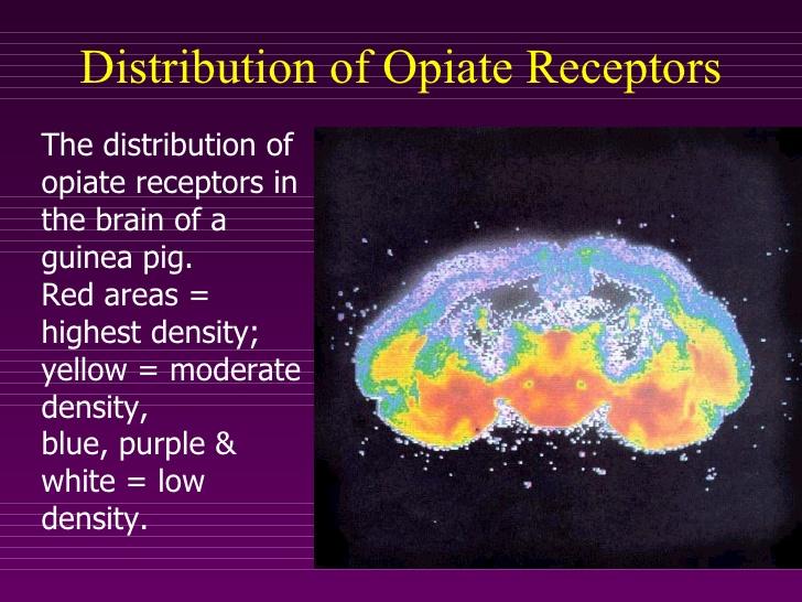 Opioid Receptors in the Brain https://www.