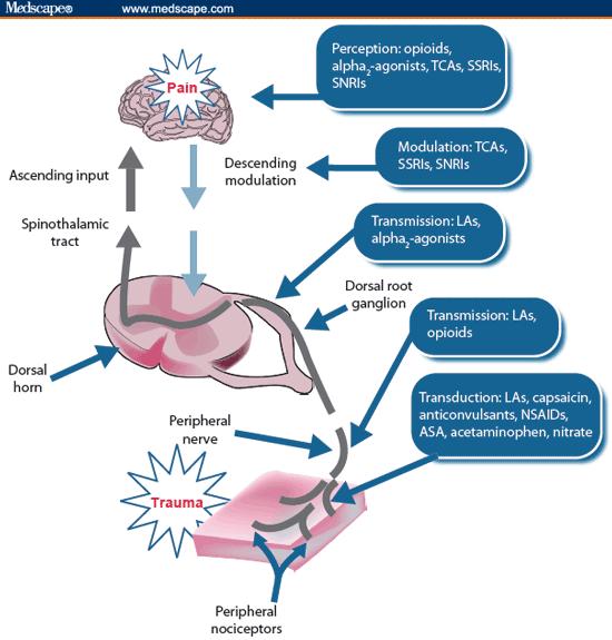 Opioids/Opiates and Nociception (Pain) As Well As Anti-nociception (Analgesia)