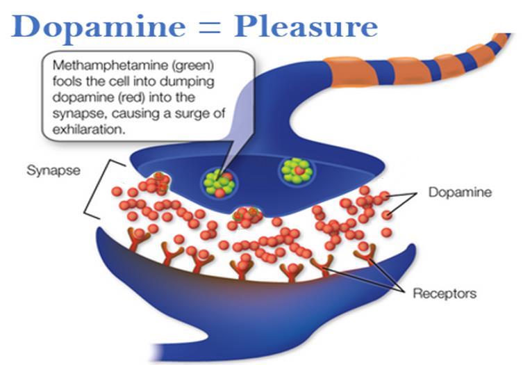 The Role of Dopamine The Reward Pathway allows us to experience rewards from certain substances (like food and drugs) and activities