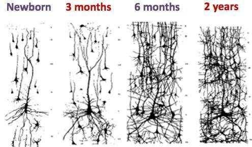 Synapse Formation Neural pathways grow and develop through a