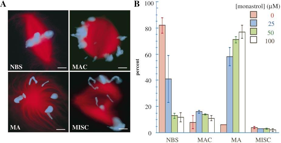 Figure 7. Monastrol inhibits the assembly of bipolar spindles in Xenopus egg extracts.