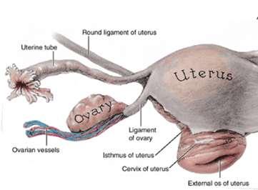 No actual contact between the uterine tubes and the ovaries Fimbriae