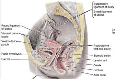 The anterior surface of the uterus is covered with peritoneum as far inferiorly as the superior part of the cervix It