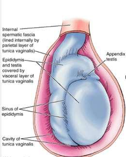 Testis The primary male reproductive organ Paired, resides in the scrotum, to keep its