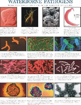 MICROBIOLOGY SLIDES, CHARTS & MODELS List No. 8 w.e.f. 1st Dec.
