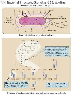 e, Mouth and nose, G. E. Tract, vagina) Pathogenicity of Microorganisms MB 5 MB 6 Bacterial Pathogens Id50 v /s LD50, Adhesion to host cell membranes, Action of exotoxins, Koch s postulates.