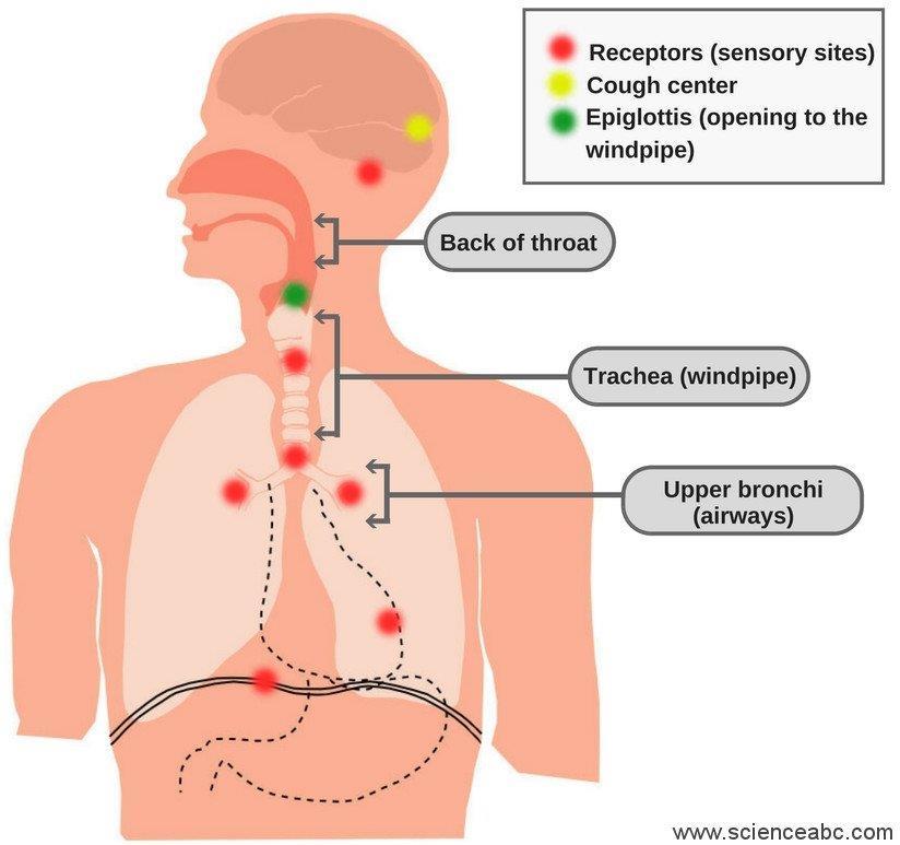 Cough receptors important airway protective reflexes Cough receptors - respond to temperature,