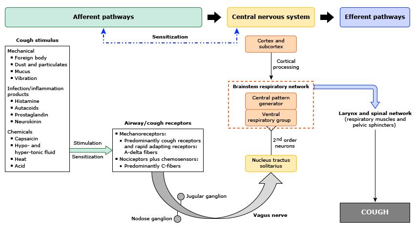 Cough pathway