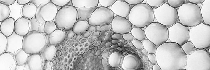12 4 Fig. 4.1 shows a cross section of part of a stem of buttercup, Ranunculus. Fig. 4.2 is an outline drawing of one vascular bundle from the stem of Ranunculus.