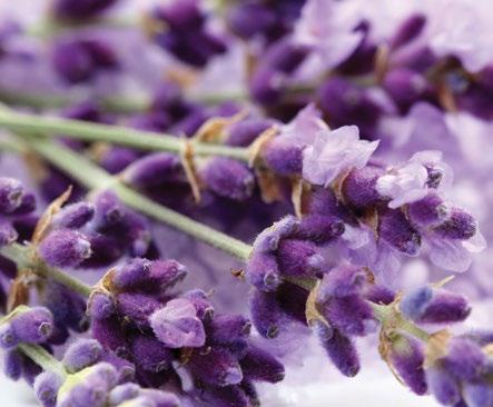 Essential oils help the plant adapt to its ever-changing environment protecting against threats and