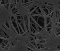 Average Crystallite Size (nm) B Scanning electron micrographs were recorded for