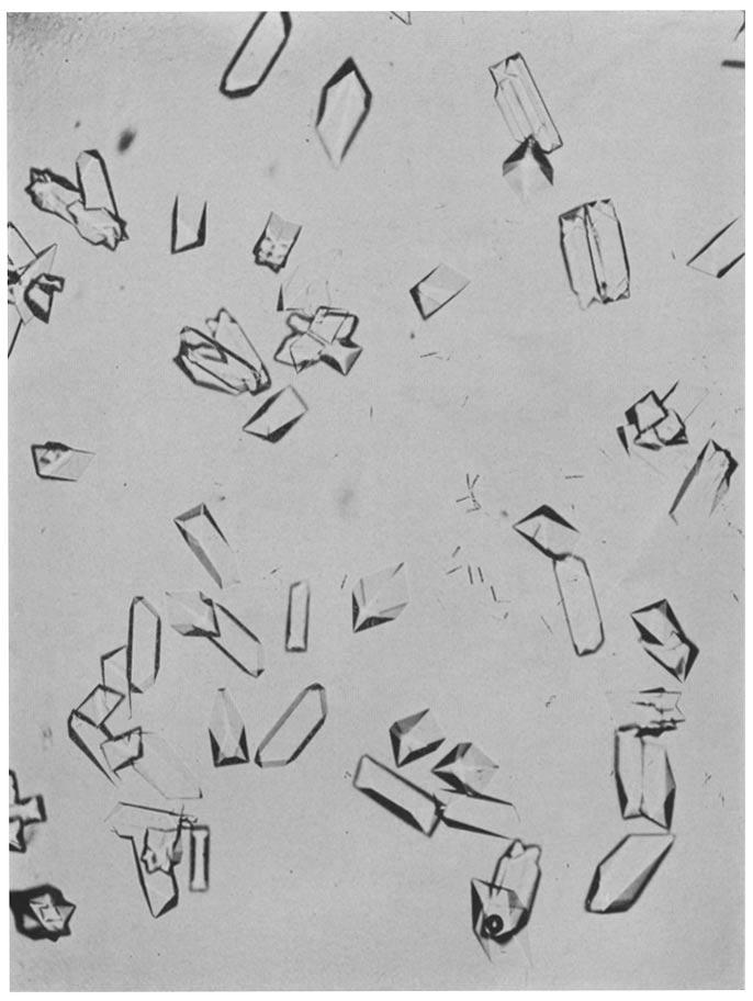 M. KUNITZ 267 FIG. I. Chymotrypsinogen crystals in dilute alcohol. 117 while the temperature of the solution is maintained at about 5 C. The solution is then titrated with 1 n sulfuric acid to ph 4.