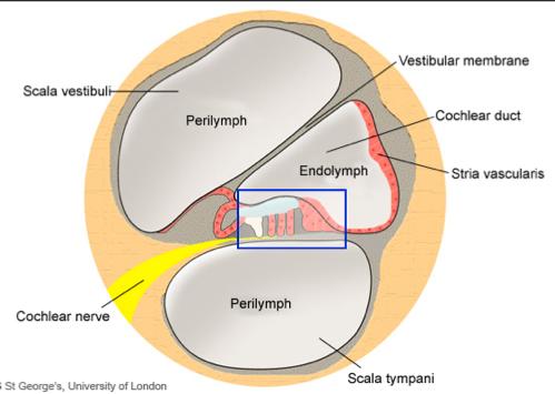Scala vestibuli Cochlear structure Reissner s membrane