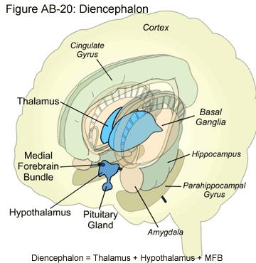 Diencephalon (Zwischenhirn) and Limbic System (Limbisches System) Source (& Demo): The HOPES Brain Tutorial http://www.stanford.edu/group/hopes/basics/braintut/ab0.