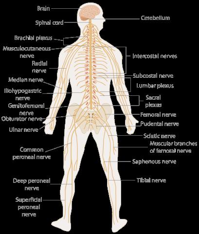 Nervous System Mesh of special cells (neurons) Nervous system Central NS
