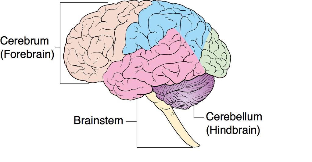 Parts of the Human Brain Brainstem (Stammhirn): "reptile brain" basic body functions not relevant for learning Cerebellum