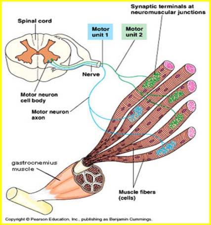 Motor Unit (Sherrington s definition): A motor unit is made up of a motor neuron and the skeletal muscle fibers innervated by axon of this neuron. The Myofascial Unit (Stecco s definition): 1.