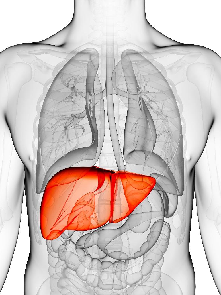 What is the liver? The liver is the largest internal organ that performs many important functions.
