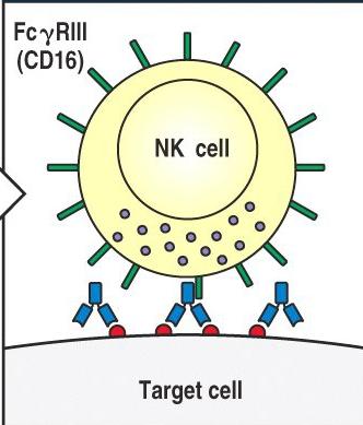 NK mediated Antibody