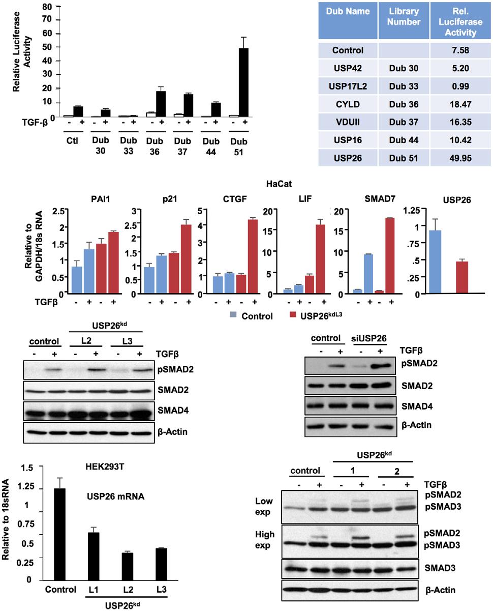 Sarah Kit Leng Lui et al USP26 stabilizes SM7 MO reports xpanded View igures igure V1. USP26 enhances SM2 phosphorylation and T-b-mediated transcription.
