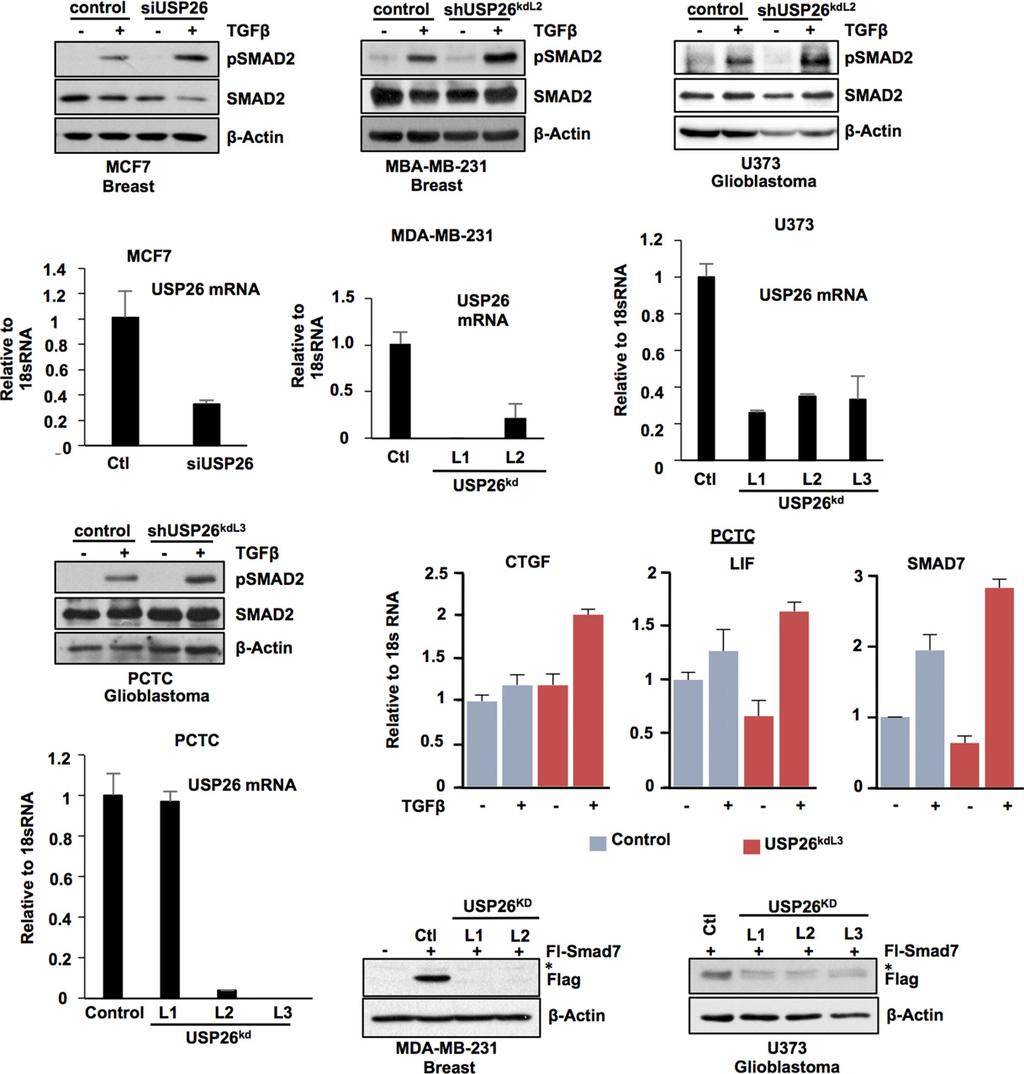 Sarah Kit Leng Lui et al USP26 stabilizes SM7 MO reports igure V3. Regulation of the T-b by USP26 in breast cancer and M cell lines.