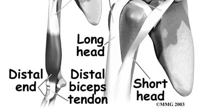 flexion of foot Biceps Tendon