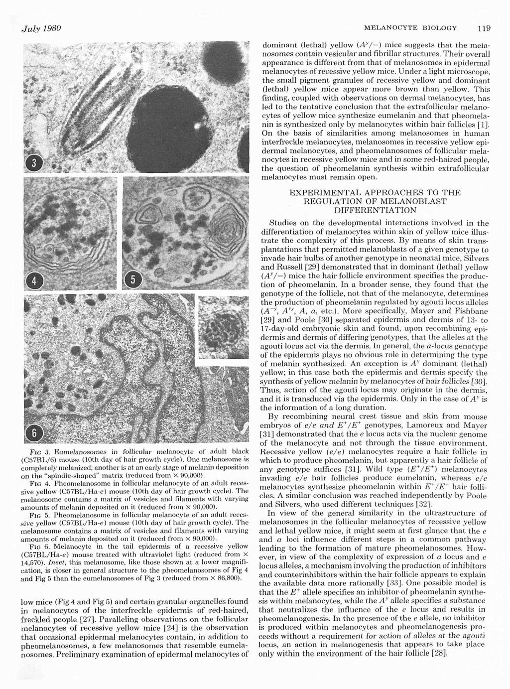 July 1980 MELANOCYTE BIOLOGY 119 dominant (lethal) yellow (AY/-) mice suggests that the m elanosomes contain vesicular and fibrillar structuxes.