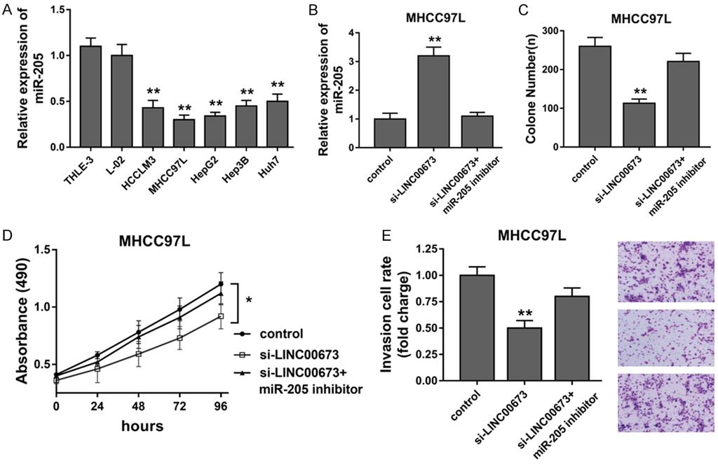 Figure 5. MiR-205 reversed the function of LINC00673 in MHCC97L cells. A: Expression of mir-205 in HCC cells detected by RT-PCR.