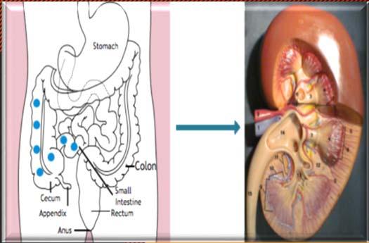 The intestine renal connection in IgA nephropathy A gross hematuria follows mucosal infection Association of celiac disease and dermatits herpetiformis with IgA nephropathy.