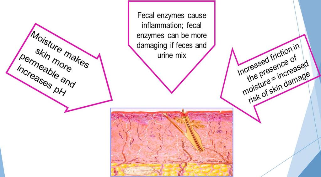 3 Mechanisms of Moisture Associated Skin