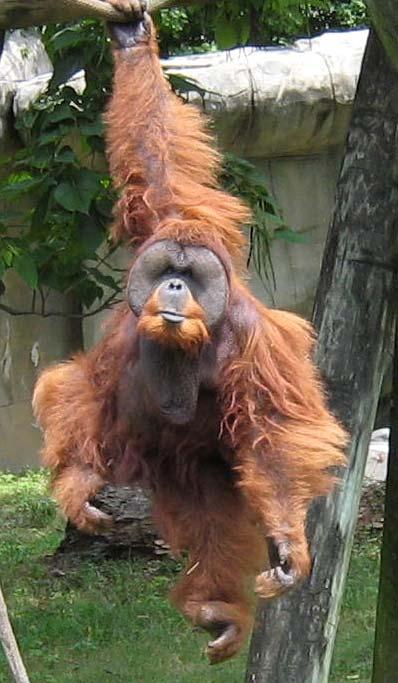 Orangutan Key Messages 1) The orangutans are the largest arboreal animals in the world, and the only arboreal great apes.