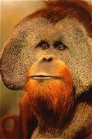 2) There are two distinct orangutan species: The Sumatran Pongo abelii and the Bornean Pongo pygmaeus.