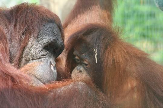6) Orangutans have complex social relationships and are not as solitary as once believed. They are capable of forming strong social attachments.