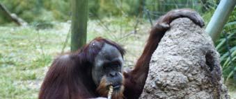 8) Orangutans are primarily frugivores (fruit-eaters), but also feed on bark, leaves, nuts and invertebrates.