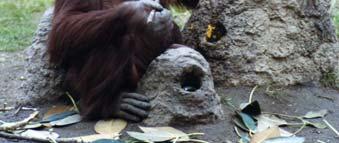 The orangutan diet is highly variable throughout the seasons. Over 300 food items have been identified in their diet.