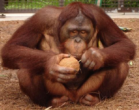The strong enamel on orangutans teeth allows them to crack hard nuts.
