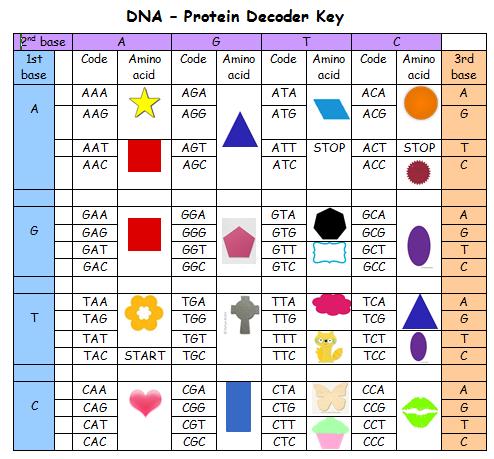 12 Homework 6 Protein Task to demonstrate secure learning. Use all you know to make a poster to show how DNA codes for proteins by following these instructions: 1.