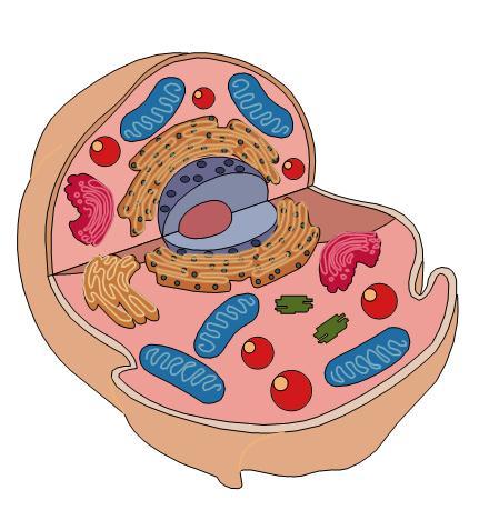 5 Homework2 Cell Ultrastructure and Membrane 1. Name and give the function of the numbered organelles in the cell below: A E B D C 2.