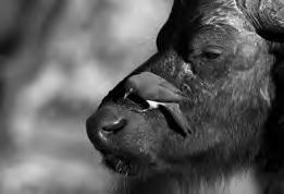 6 (a) Buffalo are herbivores that live in Africa. 12 buffalo yellow-billed oxpecker Buffalo feed on grass. Yellow-billed oxpeckers are small birds that live on buffalo.