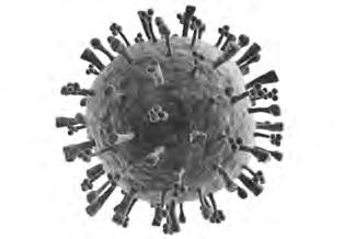 2 Look at the picture of the virus that causes flu. 4 (a) Viruses are one type of pathogen.
