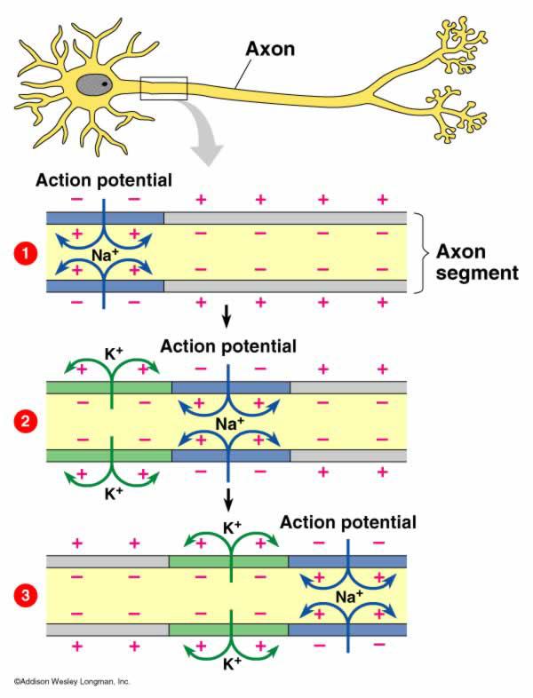 2.15 pg 36) 11 The Action Potential Output signal of a neuron