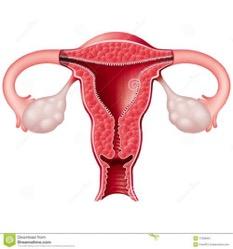 Pathogenesis of infertility Altered Endometrial Function and Receptivity Aberrant Endometrial Metabolism Steroid and their receptors) Altered Uterine Oxidative Stress Environment Impaired